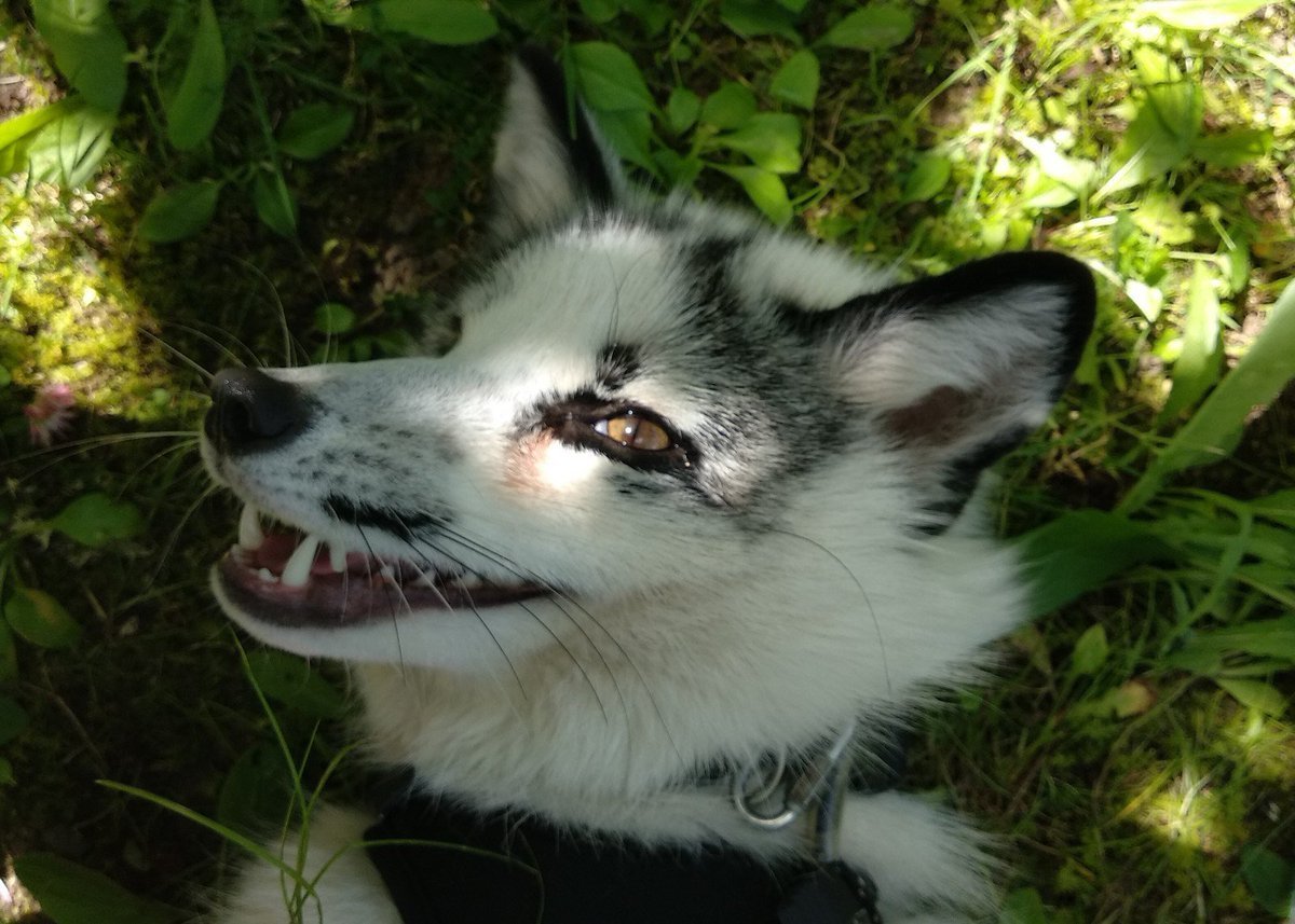 Лиса Жемчужная крестовка