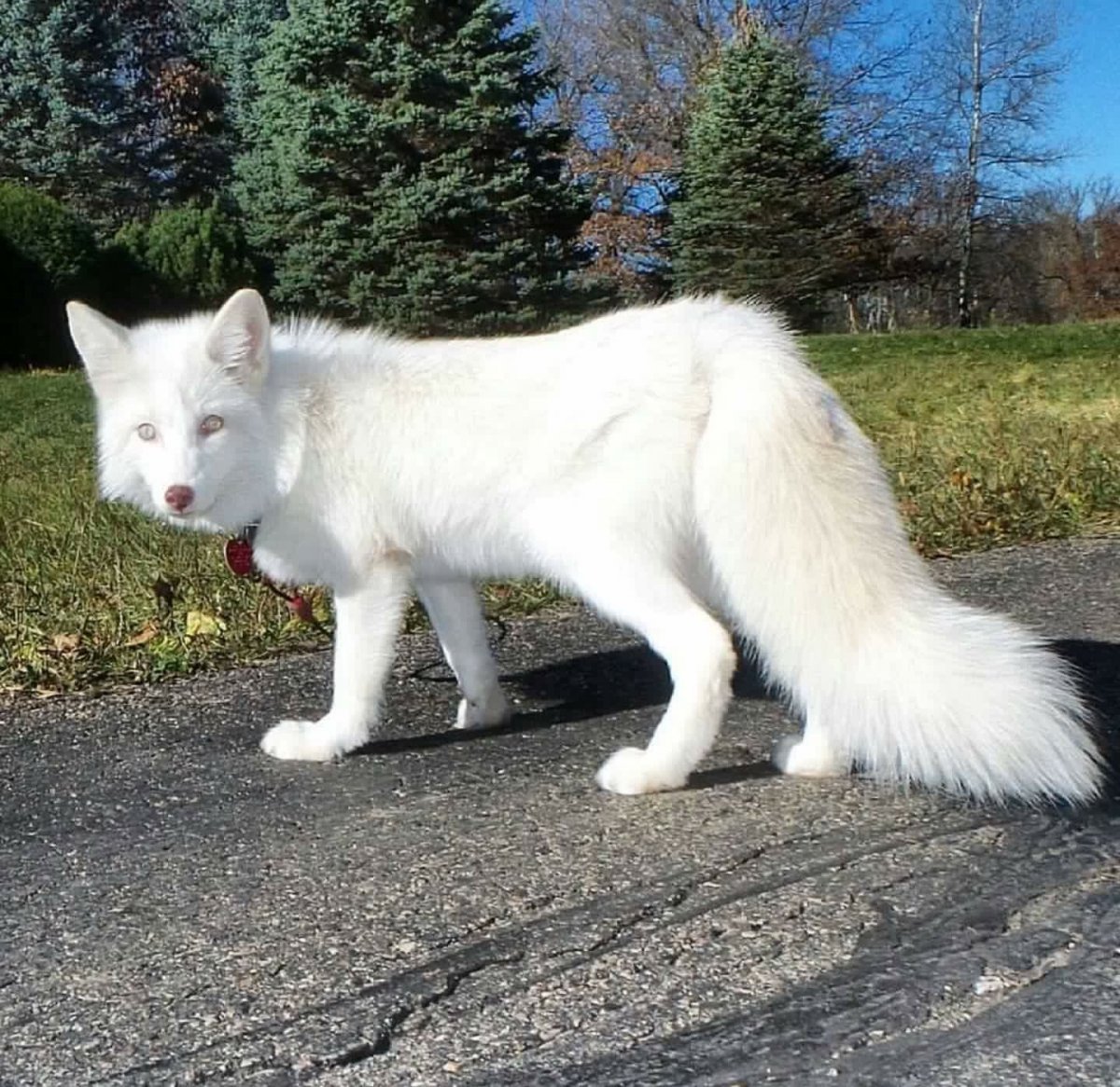 Мраморная крестовка лиса