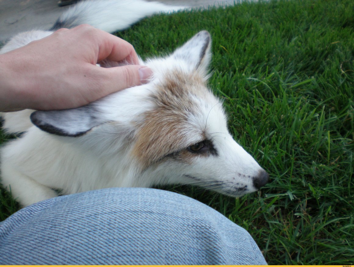 Белая лиса домашняя