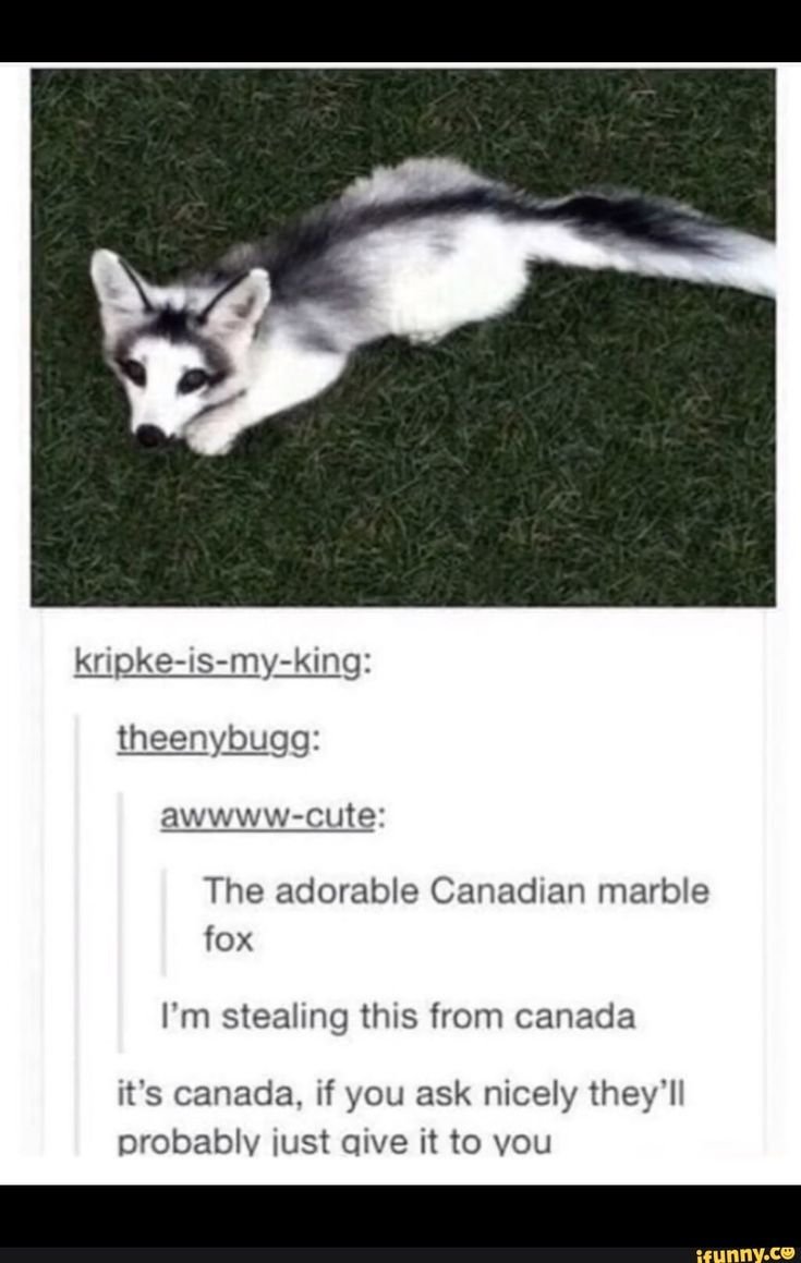 Лиса в профиль