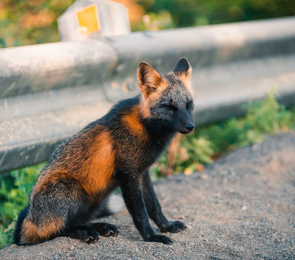 Лиса в высоком качестве