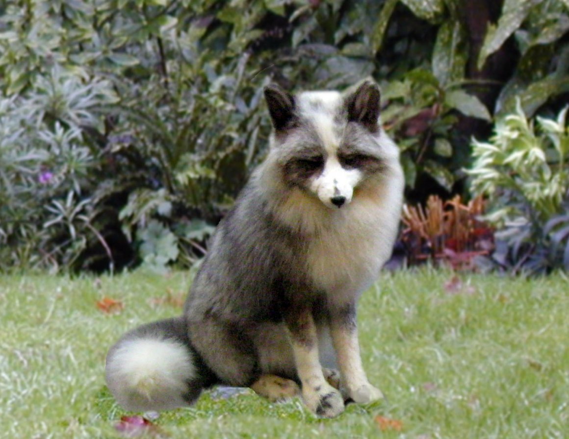 Канадская домашняя лиса