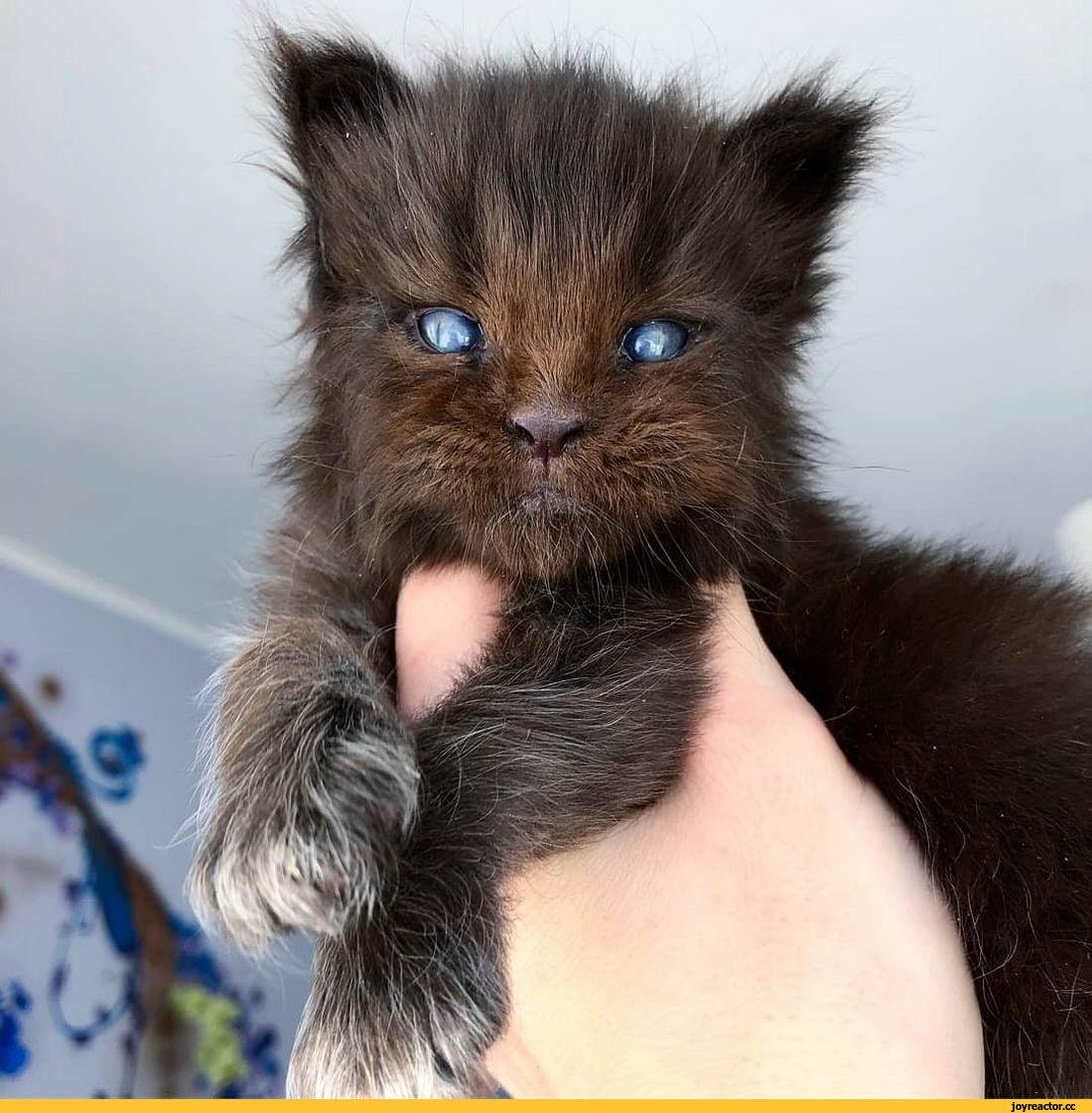 Мейн кун голубоглазый