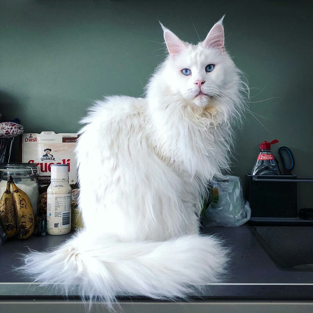 Кот кефир Мейн кун