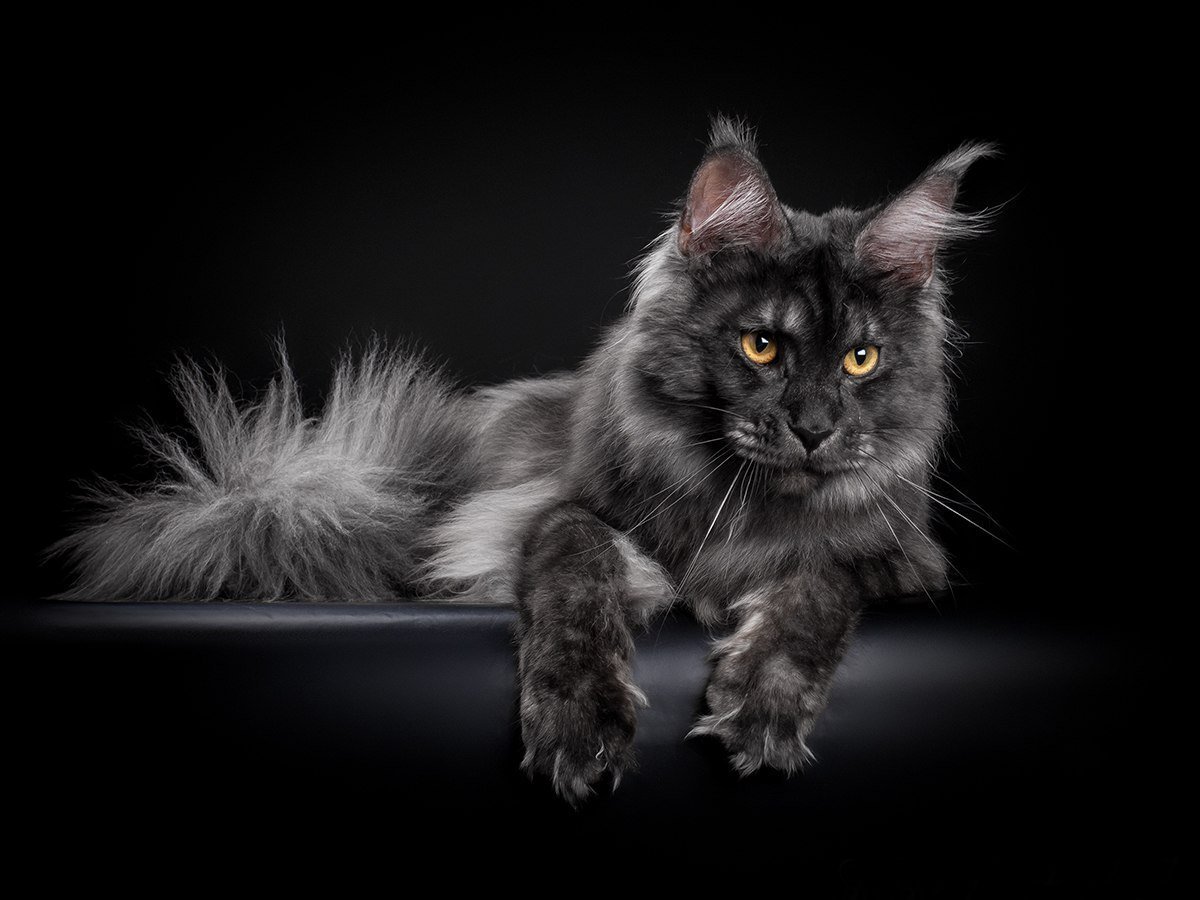 Мейн кун милые