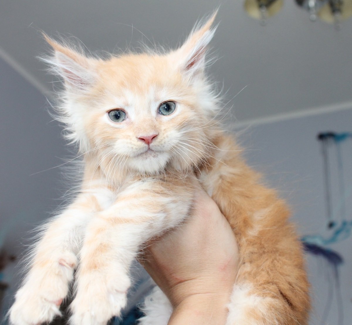 Мейн кун фото