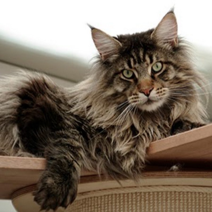 Мейн-кун по кличке кефир