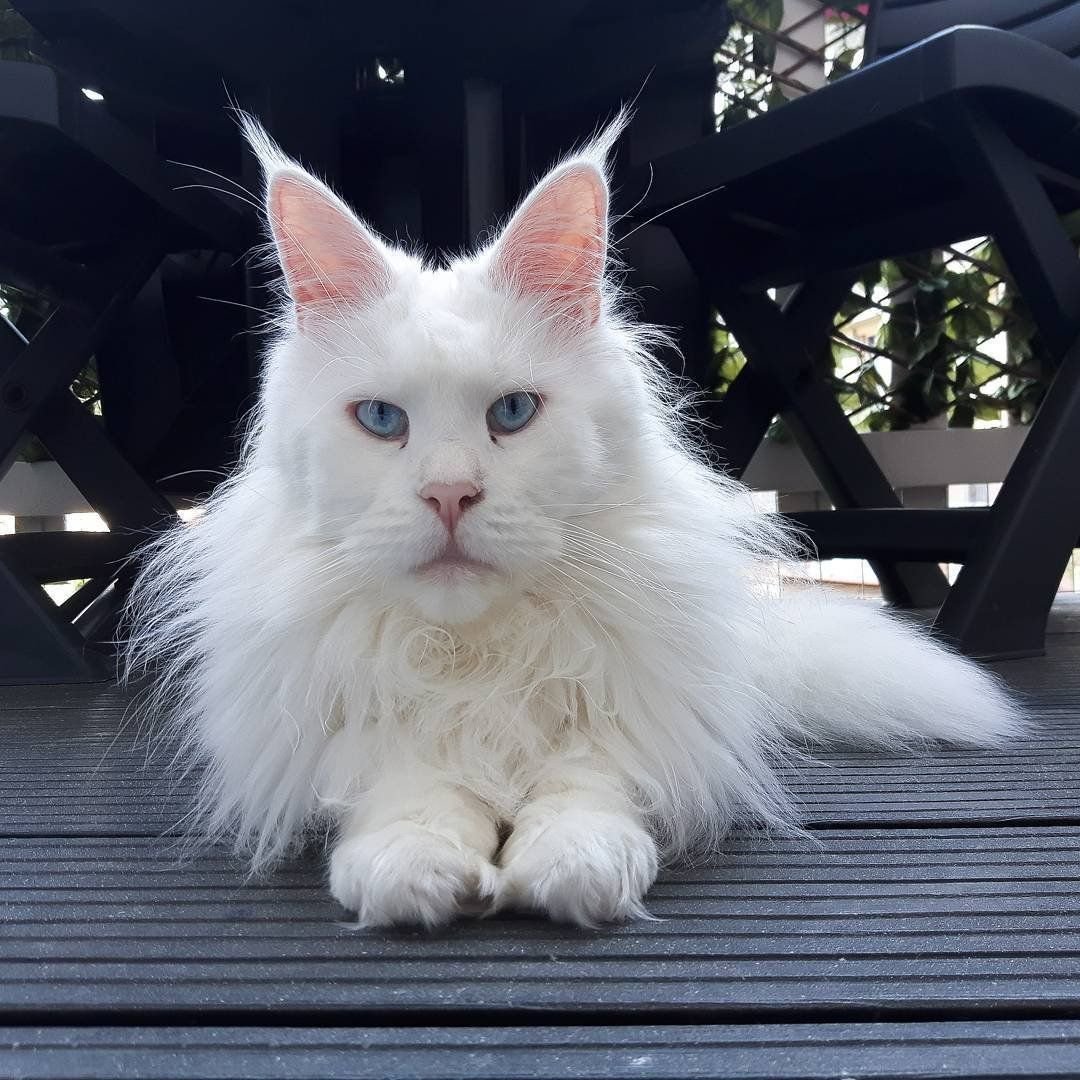 Рыжий Мейн кун с зелеными глазами