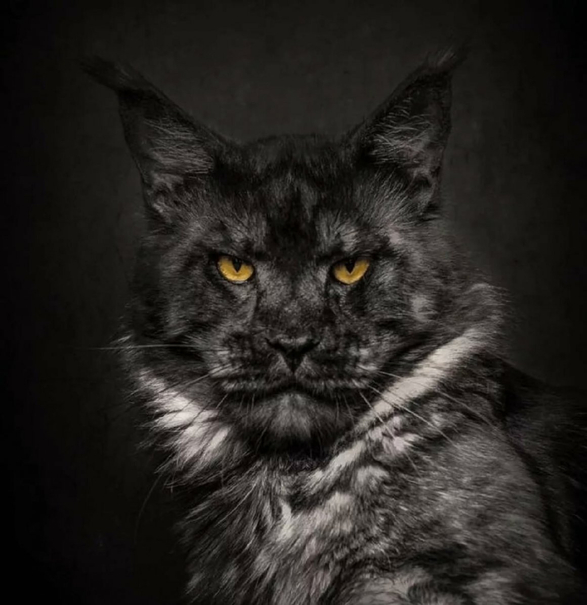 Коты с большими мордами