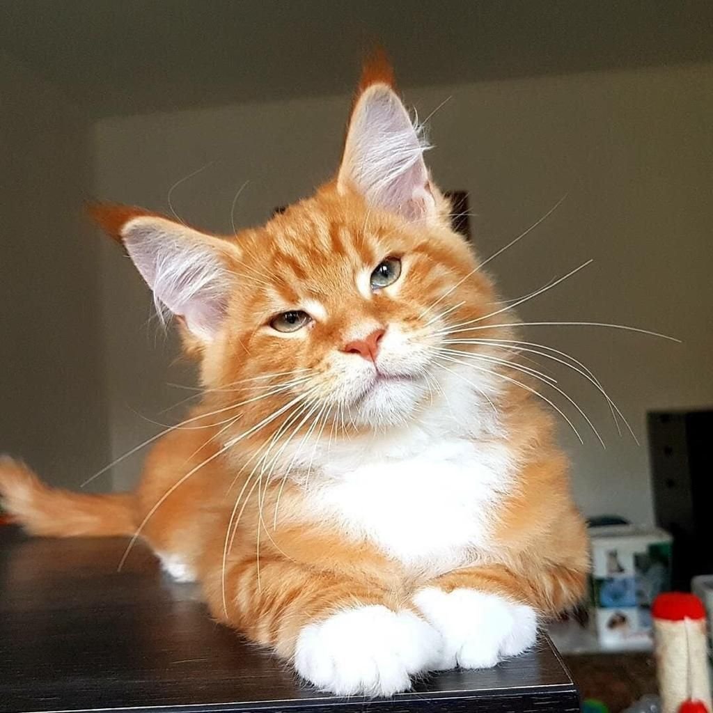 Мейн кун Калико