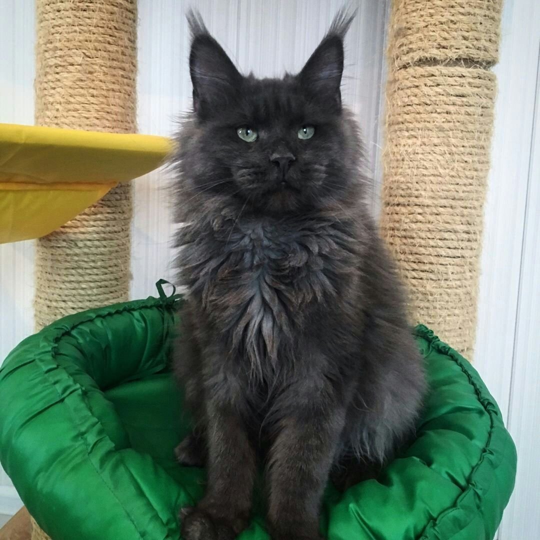 Robert Sijka чёрный Мейн кун