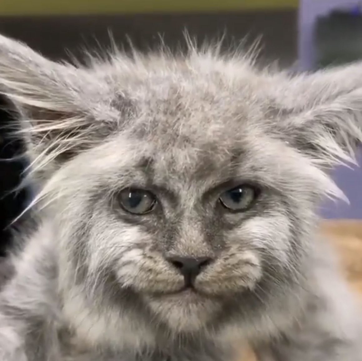 Белая кошка Мейн кун