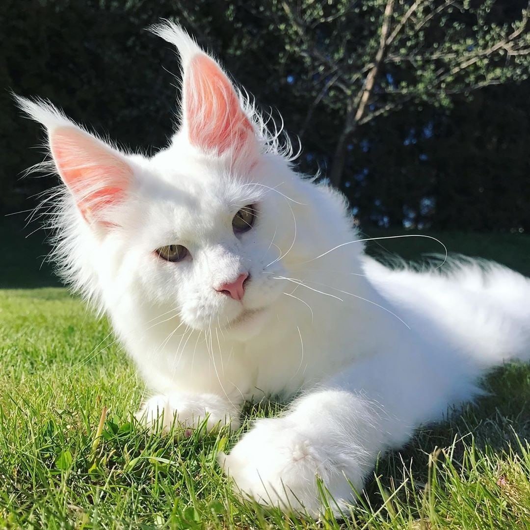 Кот Мейн кун по кличке кефир