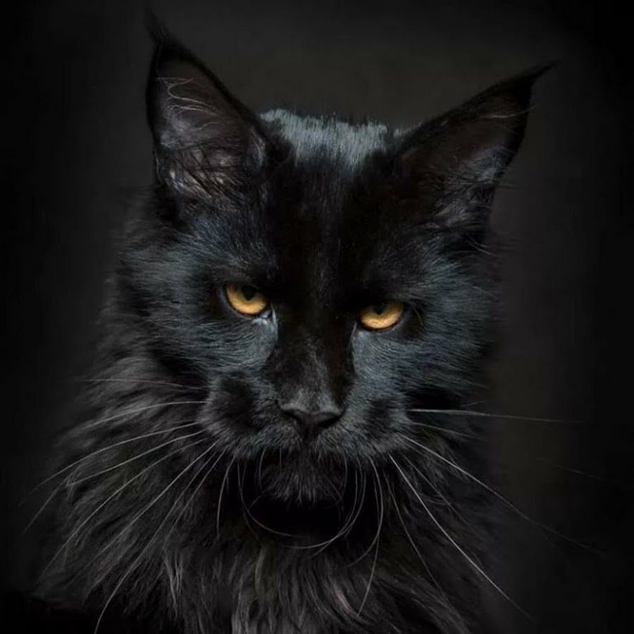 Котики Мейн кун