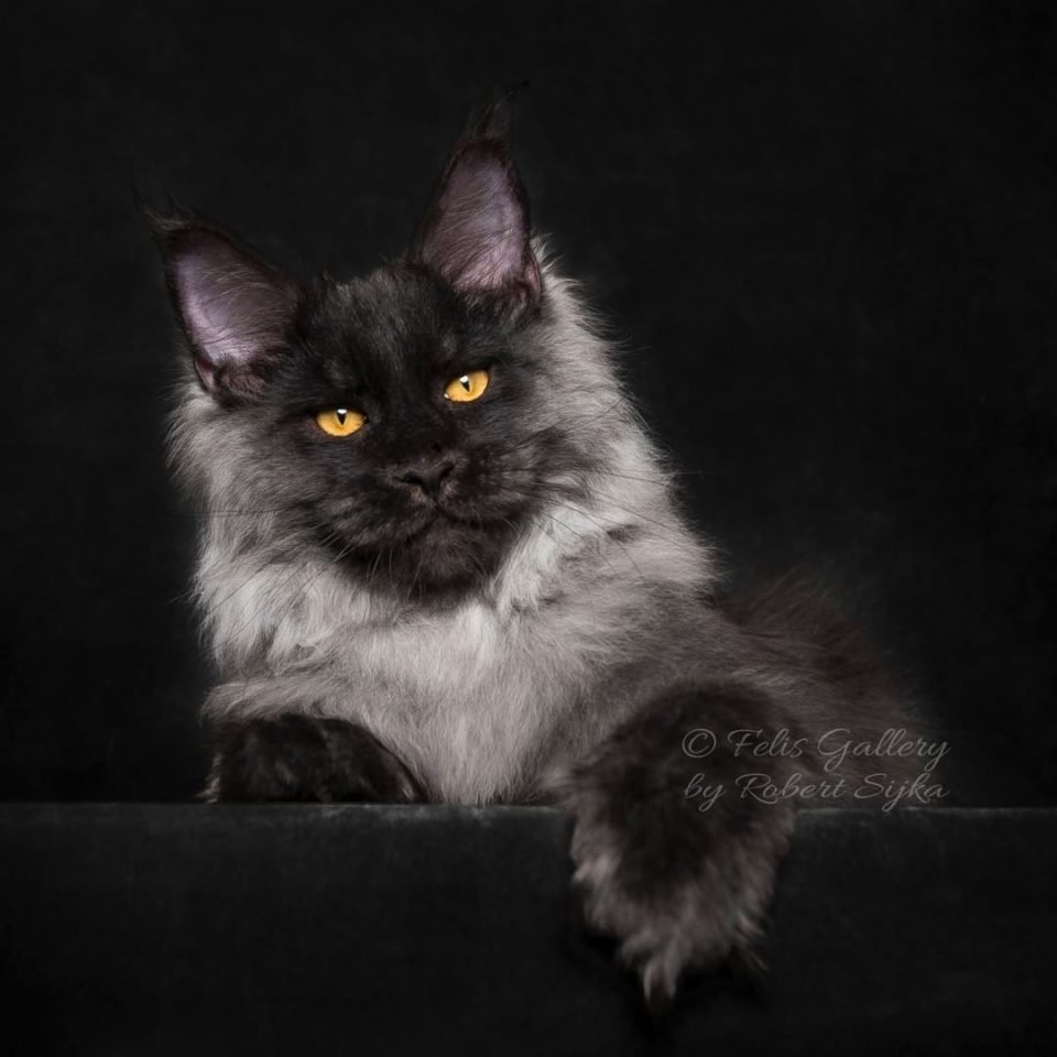 Черная кошка Мейн кун