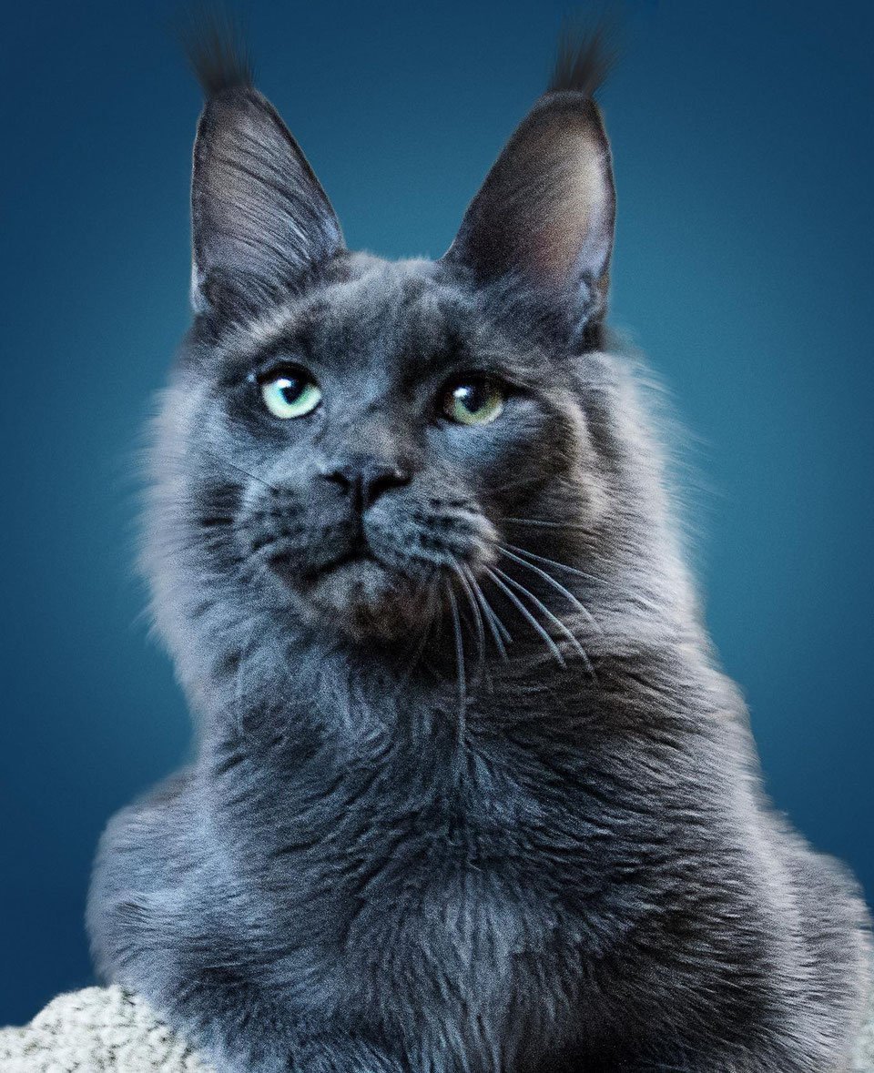 Красивые Мейн куны