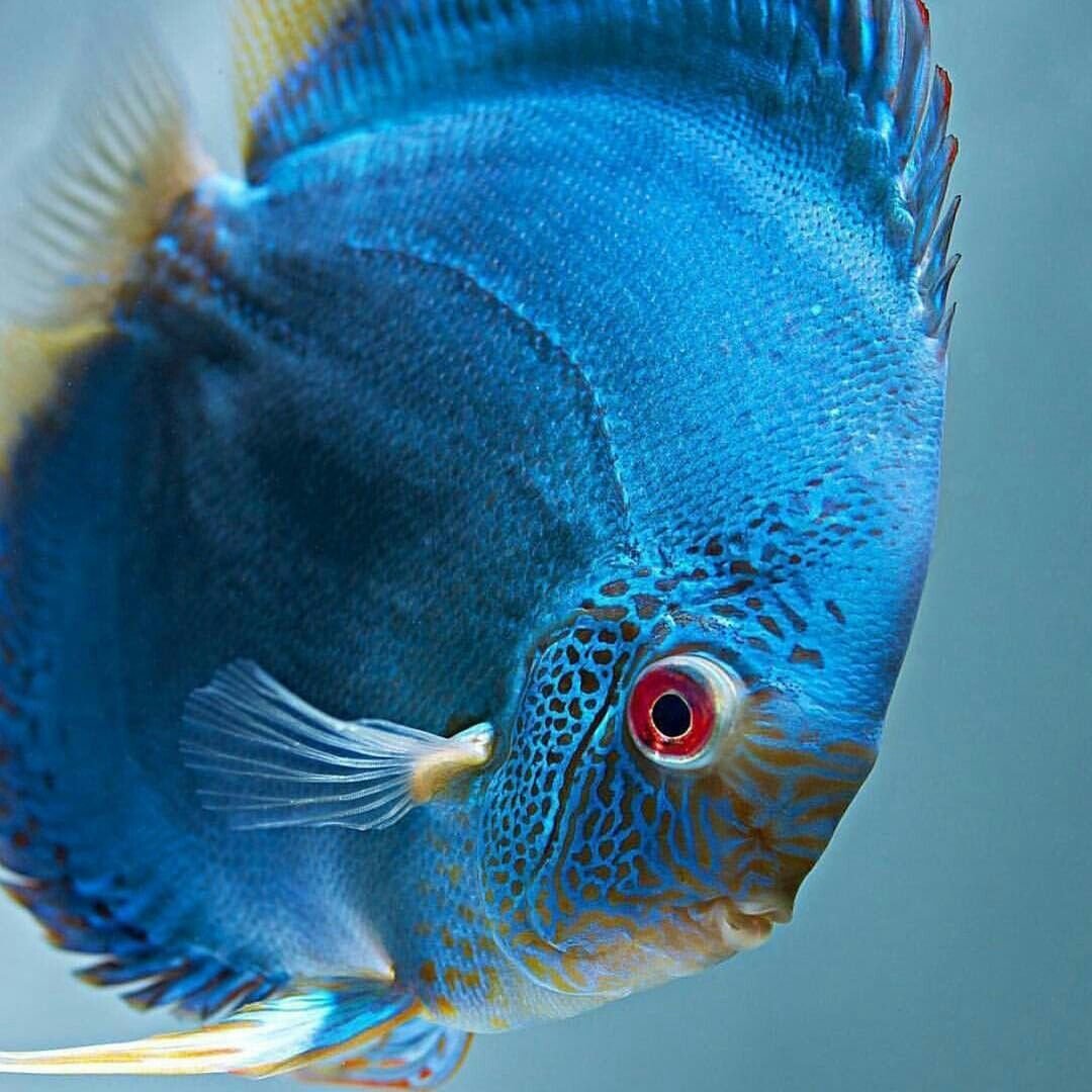 Дискус голубой