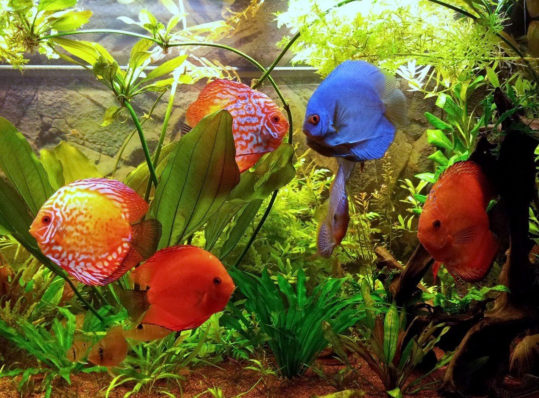 Дискус мраморный