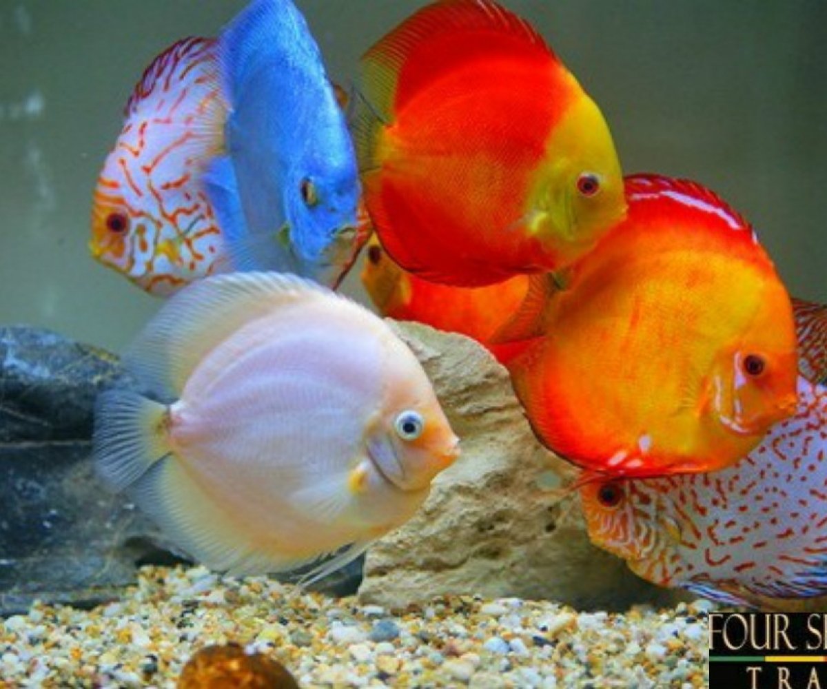 Рыба Дискус аквариумная