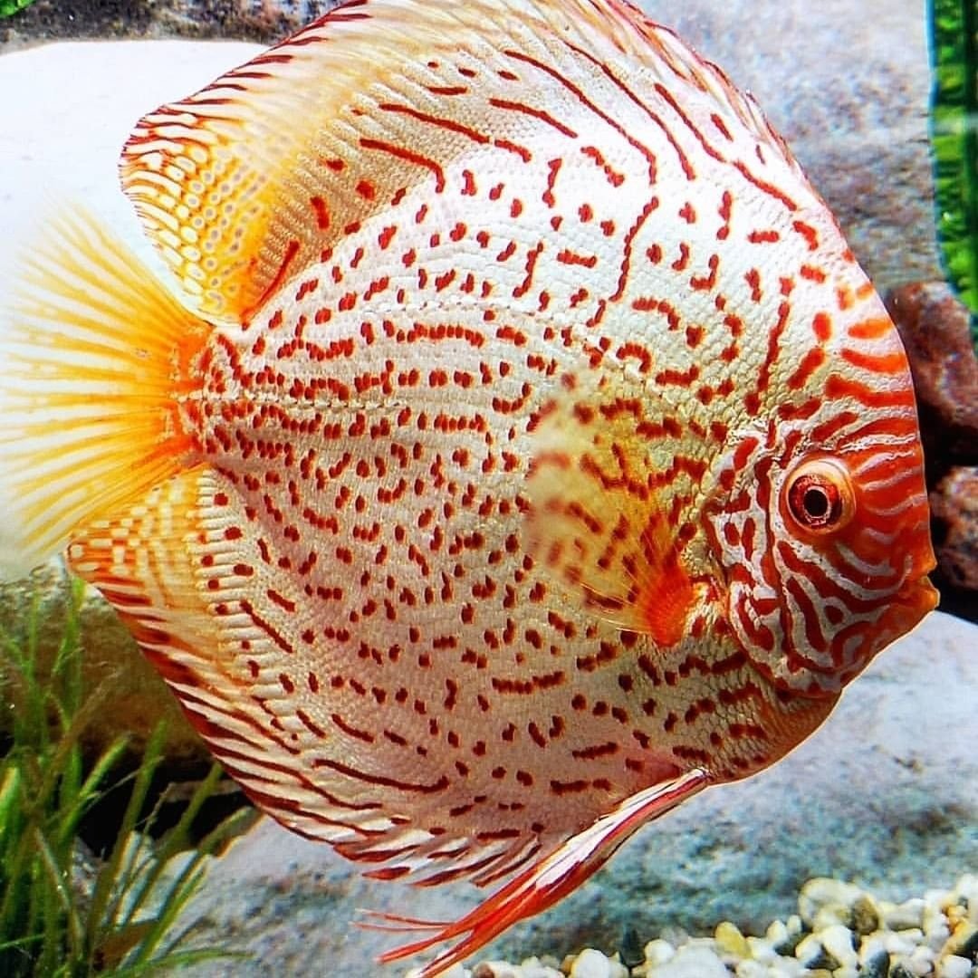 Дискус рыбка желтая