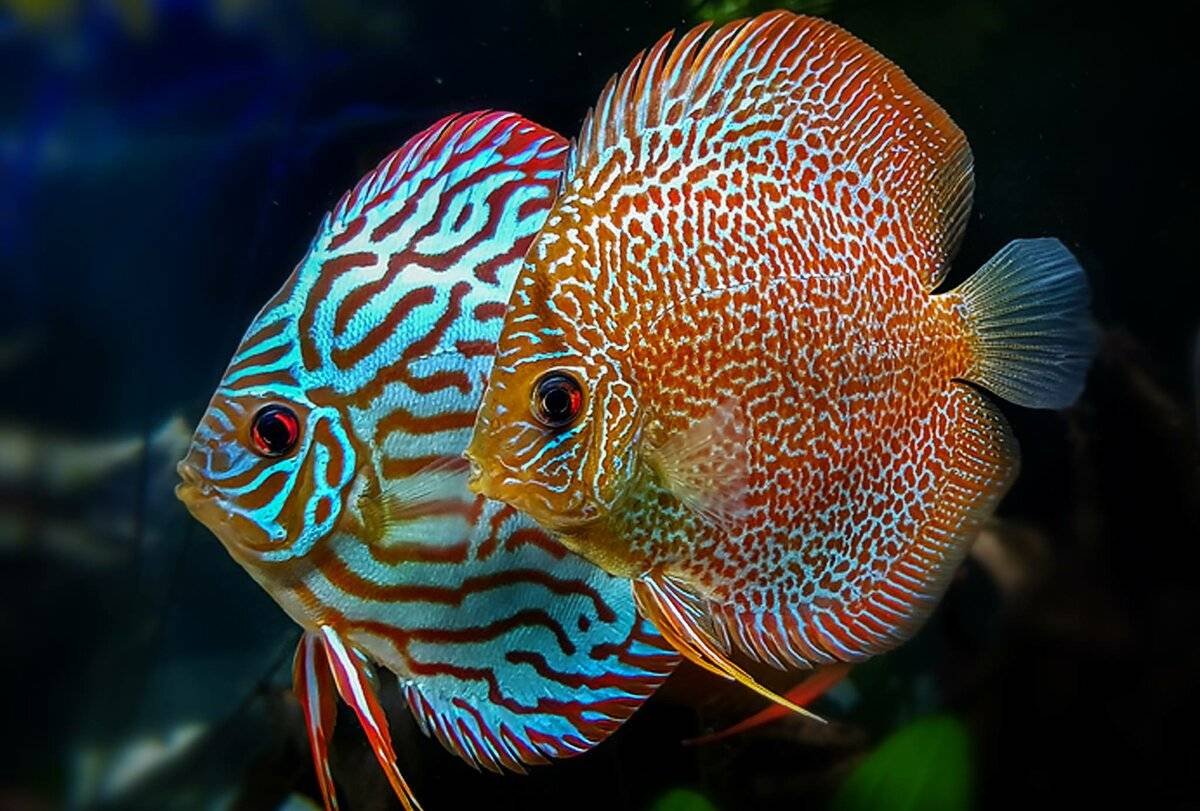 Дискус Голубиная кровь