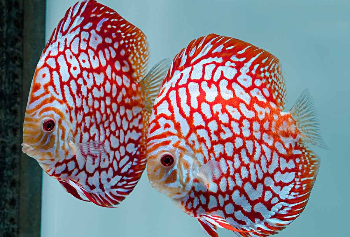 Дискус рыбка