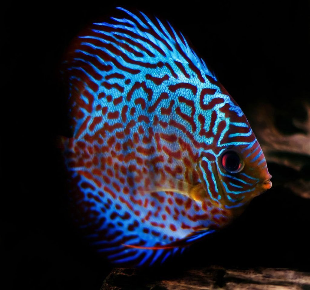 Дискус голубой аквариумная рыбка