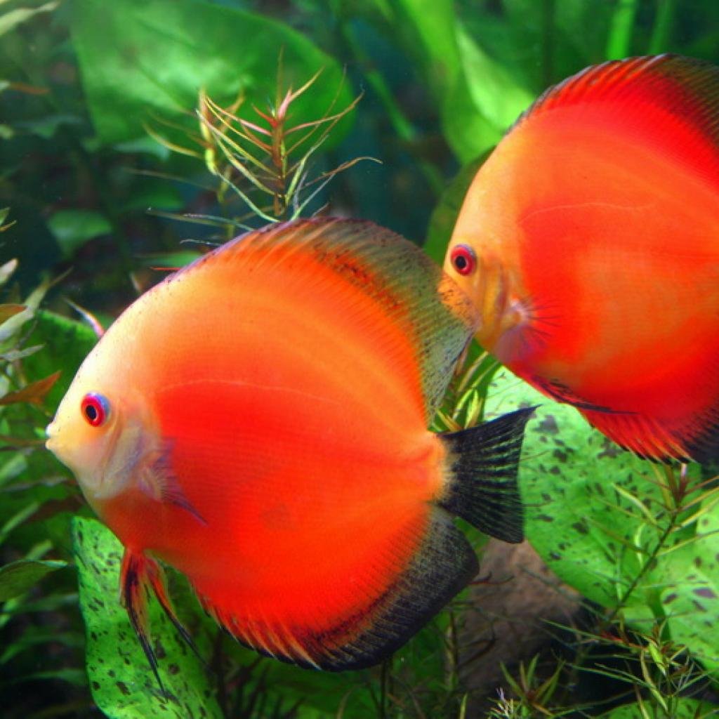 Рыбки дискусы