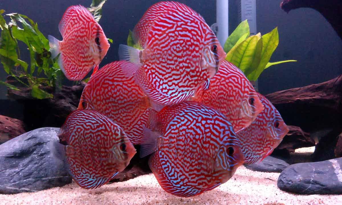 Рыба черный Дискус