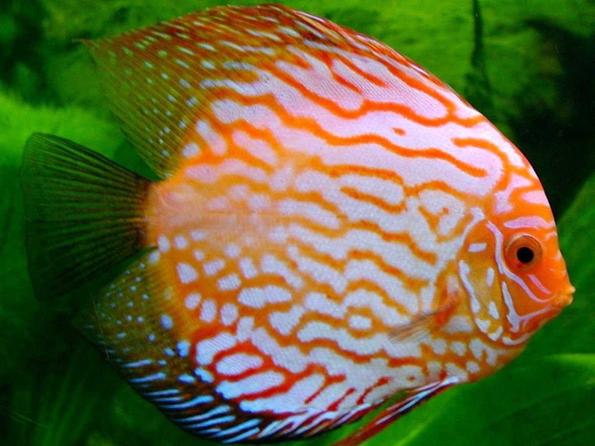 Symphysodon Discus