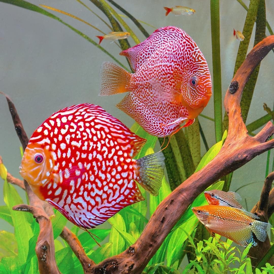 Дискус красный обыкновенный