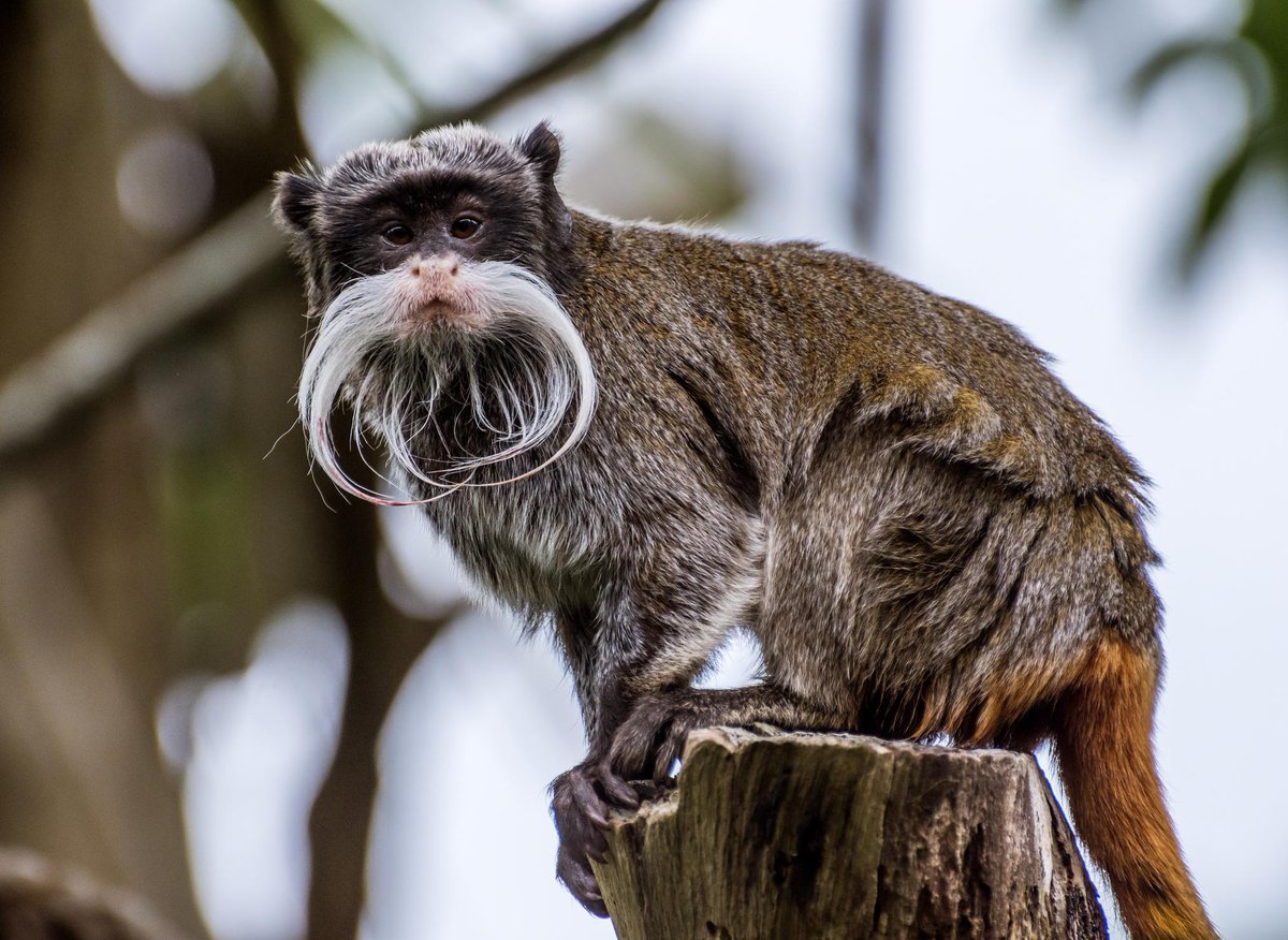 Красноухий Тамарин