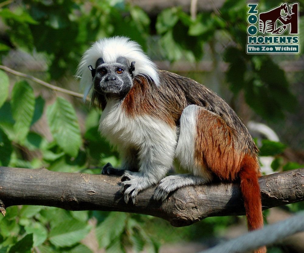 Тамарины обезьяны где обитают