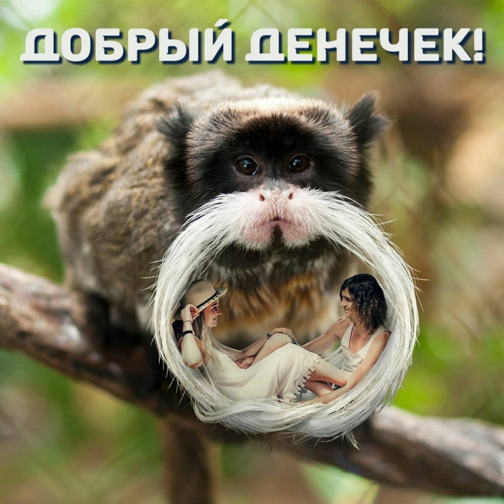 Обезьяний Ревен