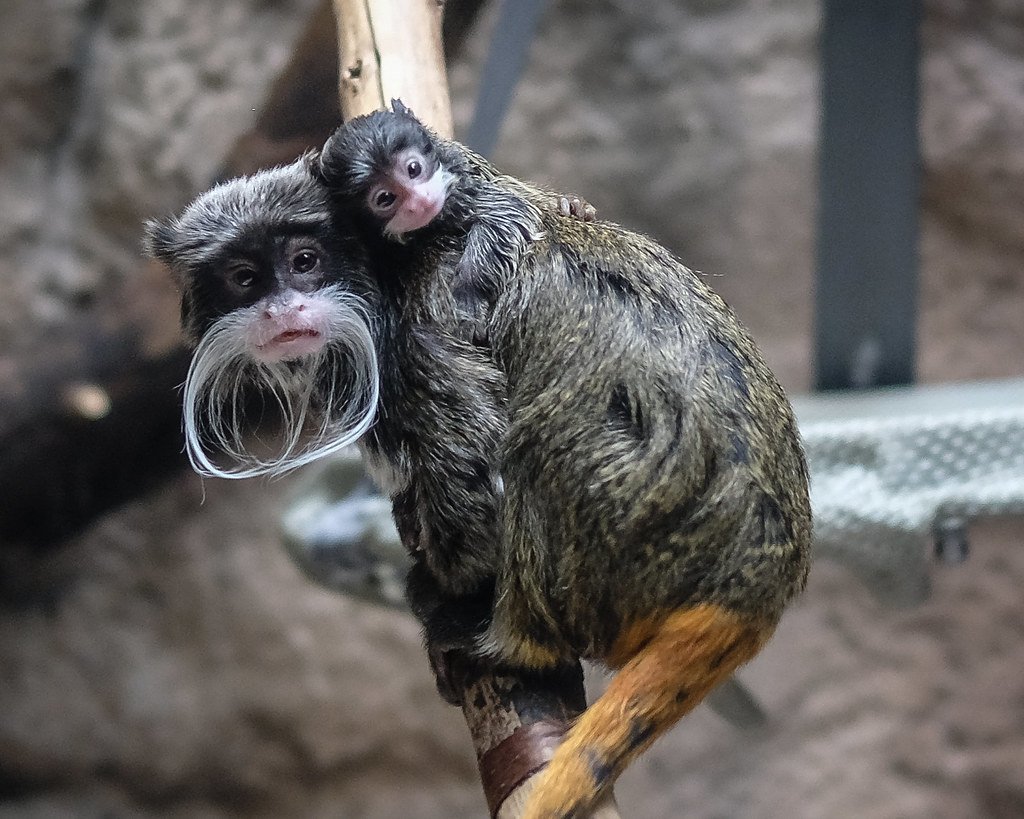 Золотой Лев Тамарин