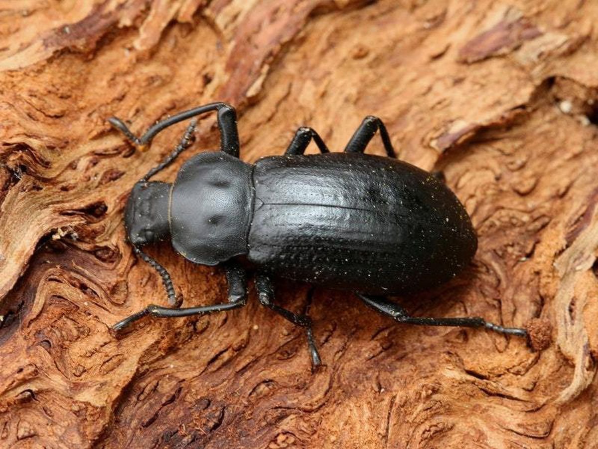 Короед Жук древоточец
