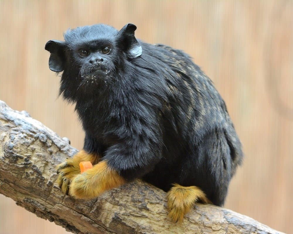 Императорский Тамарин усы вверх