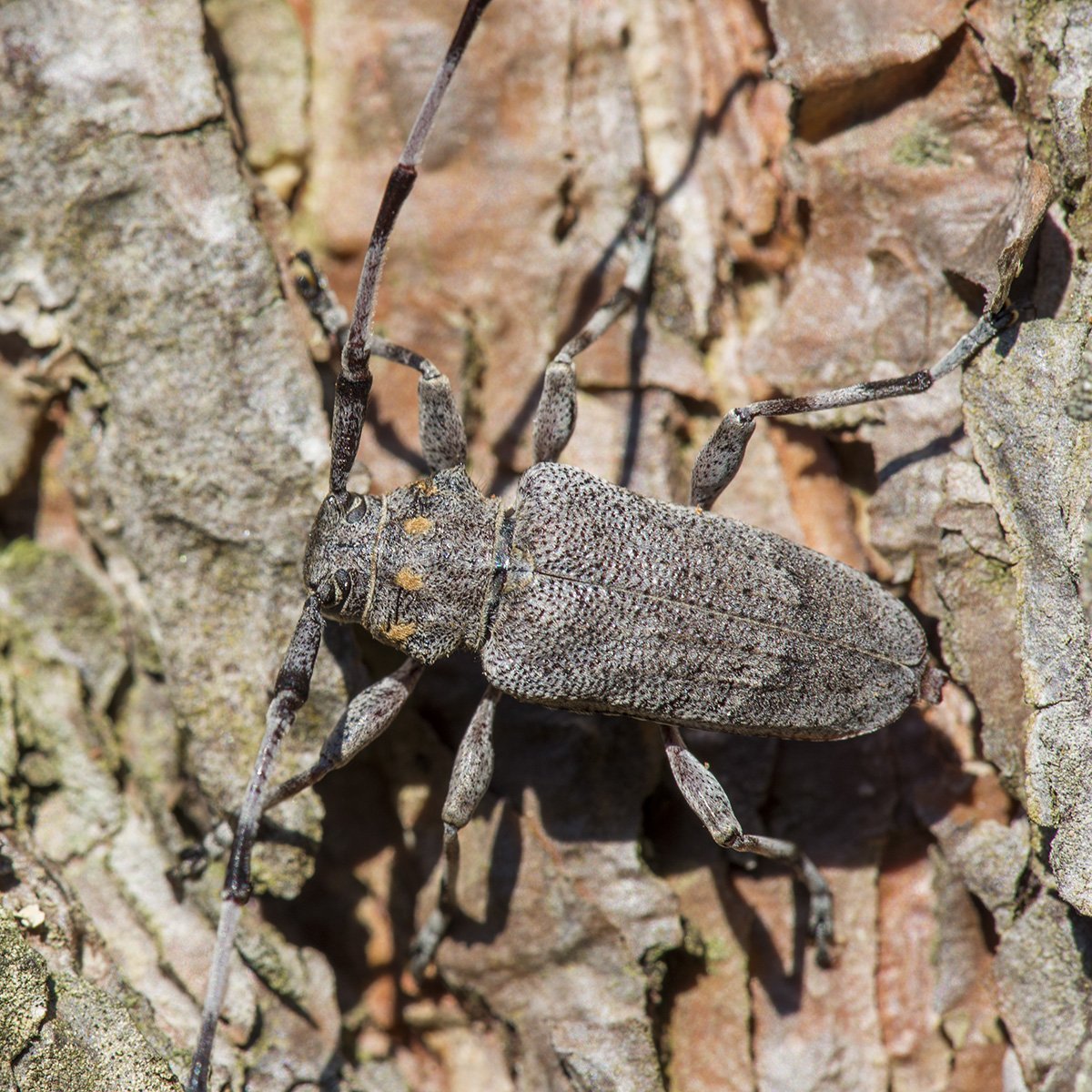 Жук Сосновая Златка