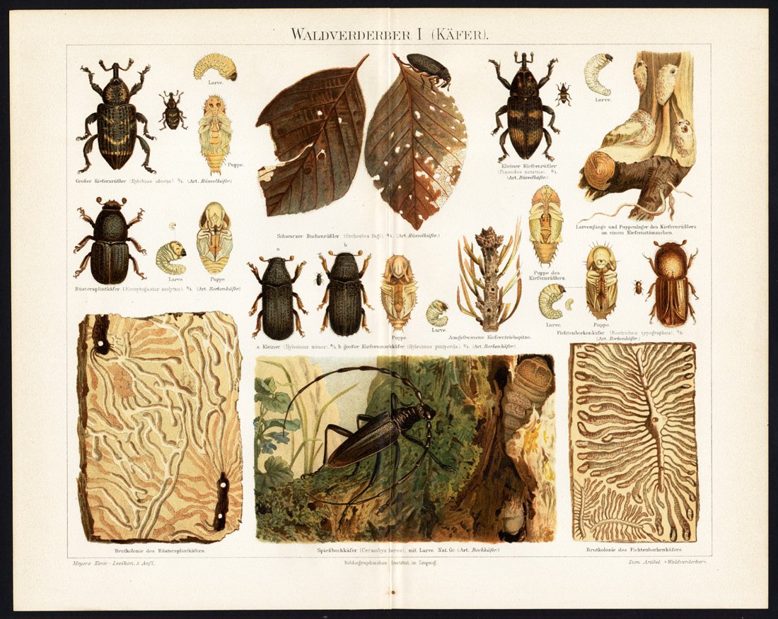 Жук короед долгоносик