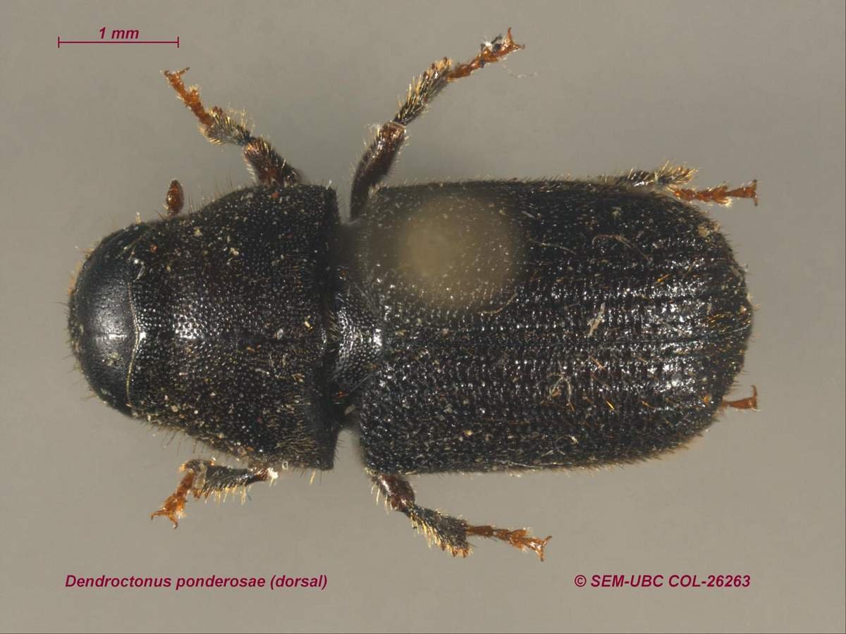 Лубоед Сосновый