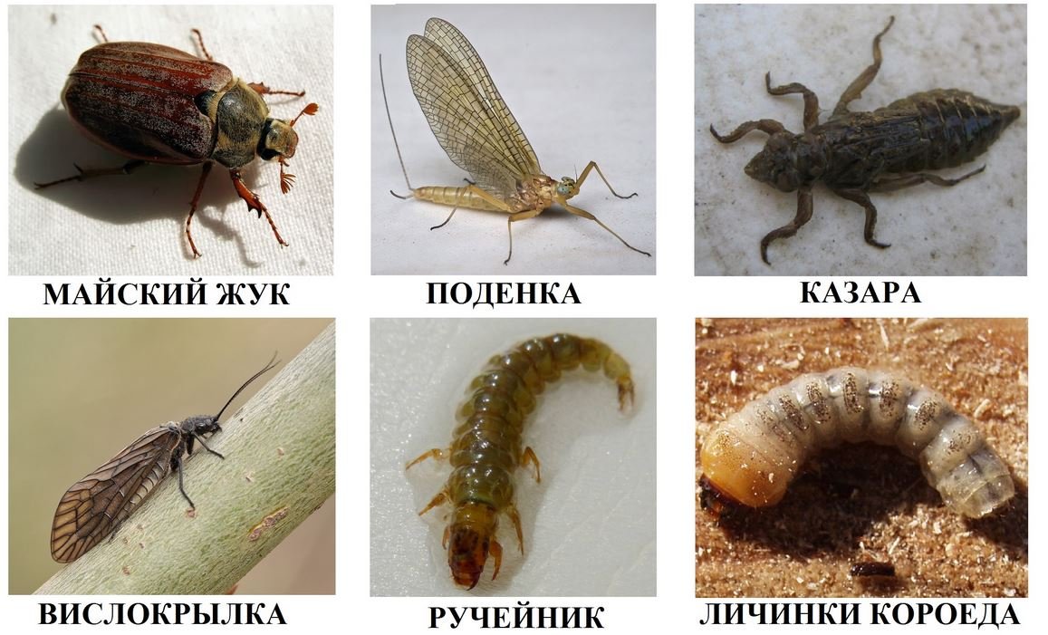 Жук короед Точильщик