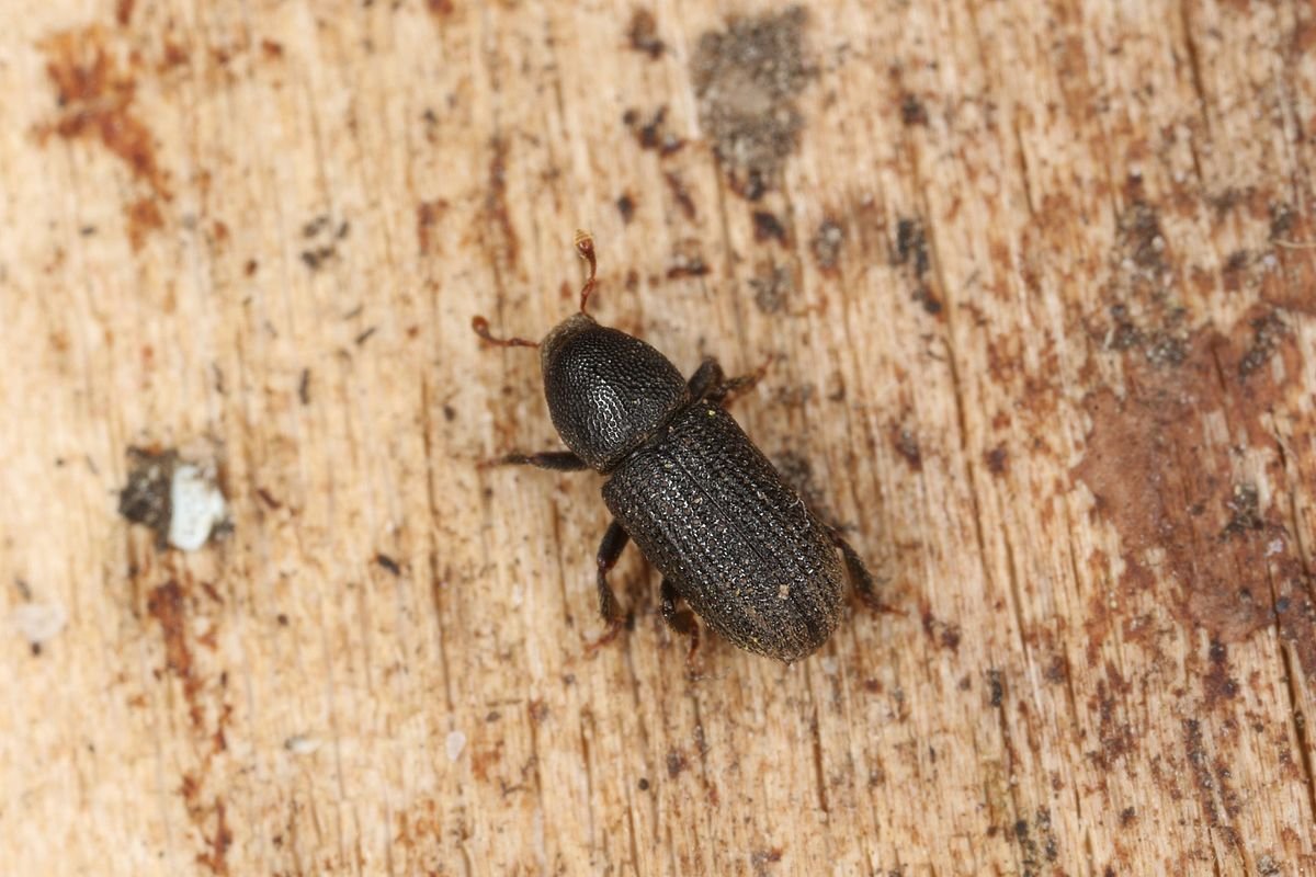 Жук древоточец долгоносик