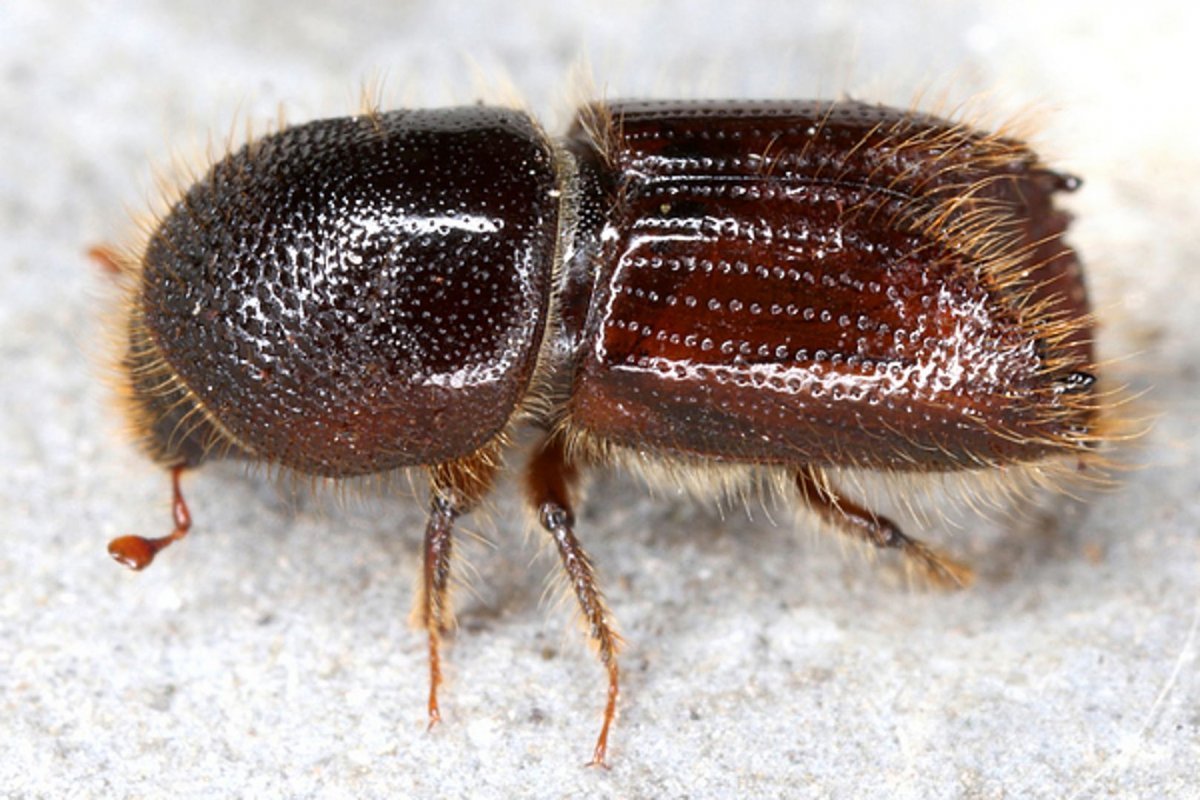 Жук типограф