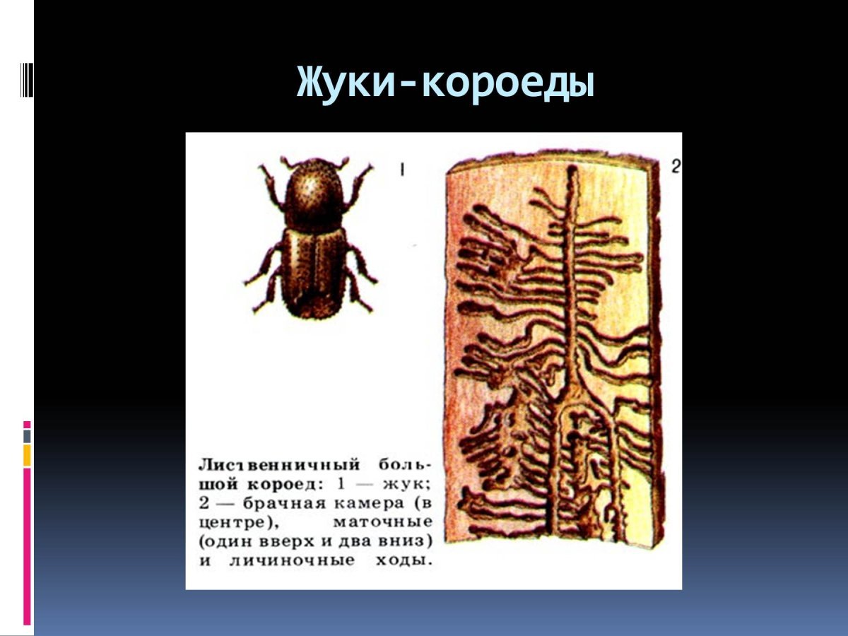 Жук усач красный