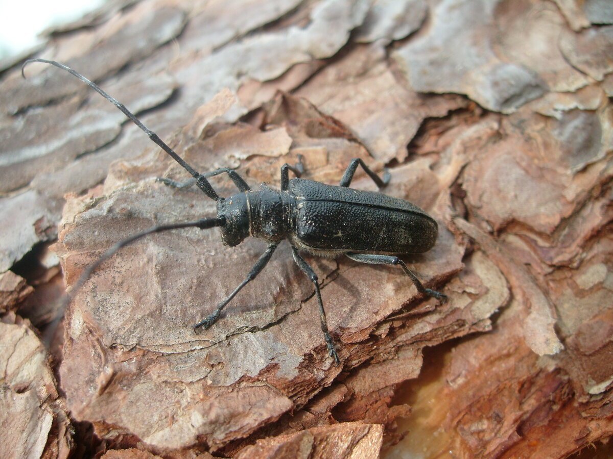 Черный Сосновый усач (Monochamus galloprovincialis oliv.)