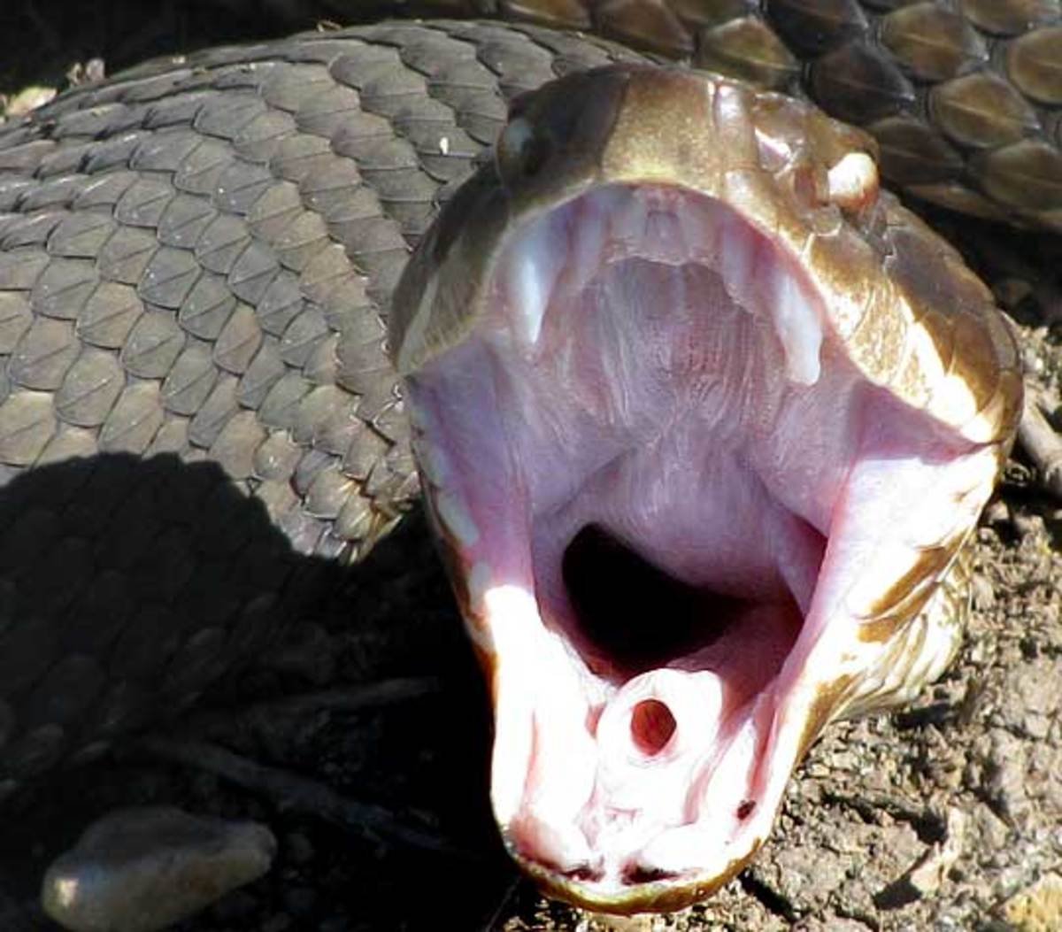 Змеиные зубы. Королевская Кобра клыки. Водяной щитомордник змея.