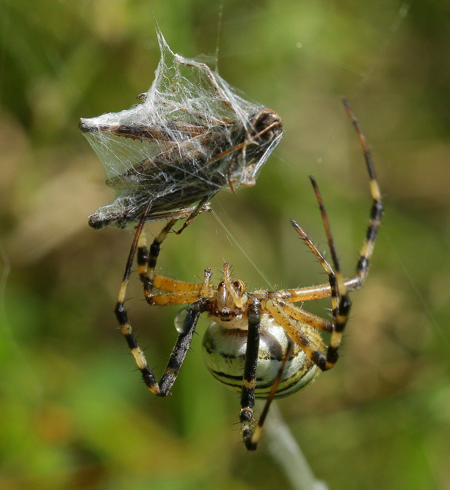 Охота паука крестовика