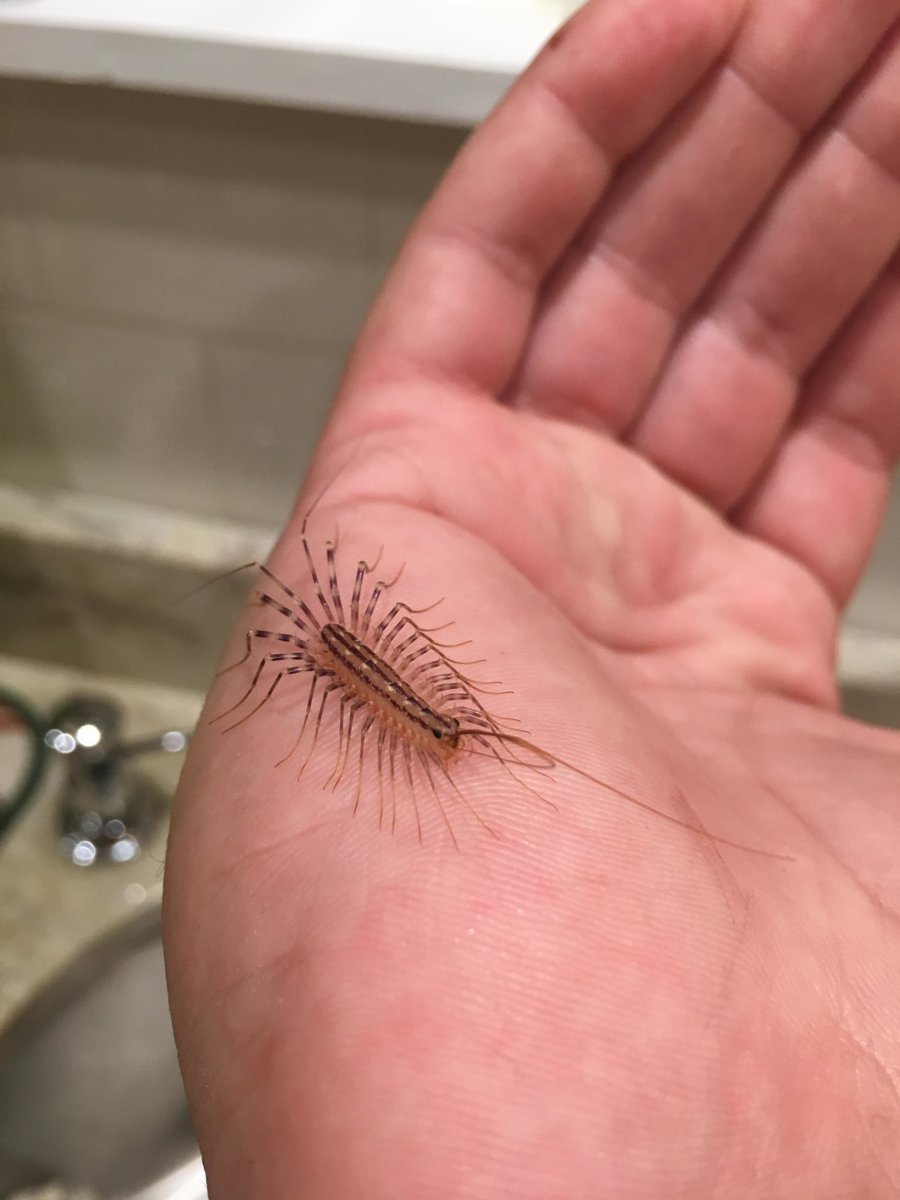 Сколопендра обыкновенная мухоловка