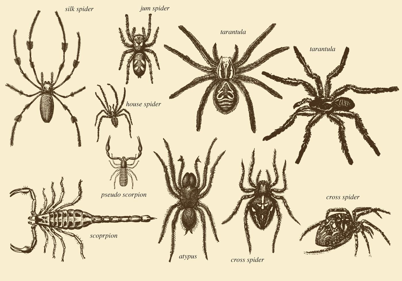 Определить вид паука. Тарантул Арахнид. Строение Арахнид. Анатомия паука птицееда. Строение паука.