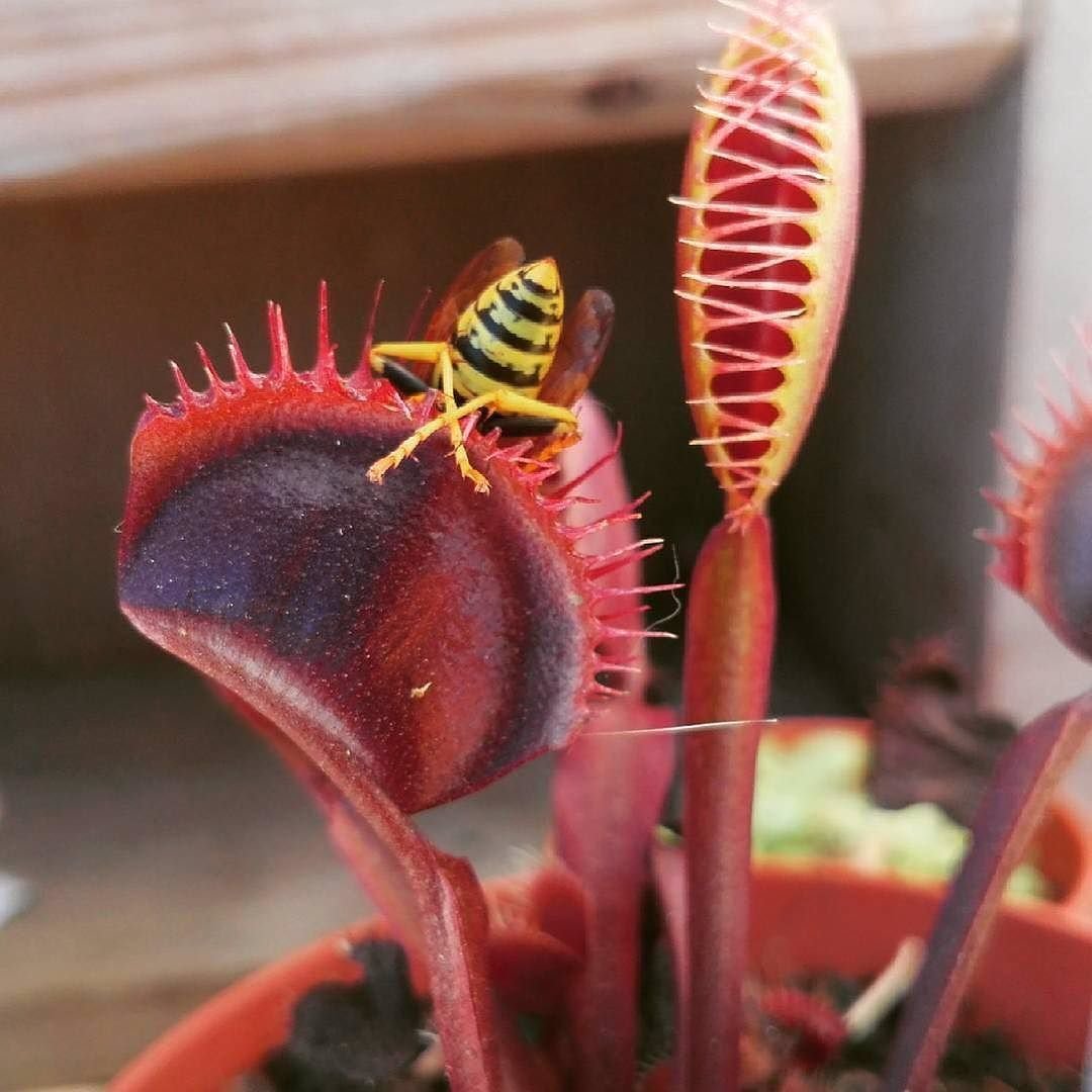 Венерина мухоловка красная